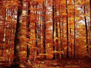 fall, forest, autumn leaves, golden autumn, autumn forest, autum, nature, landscape