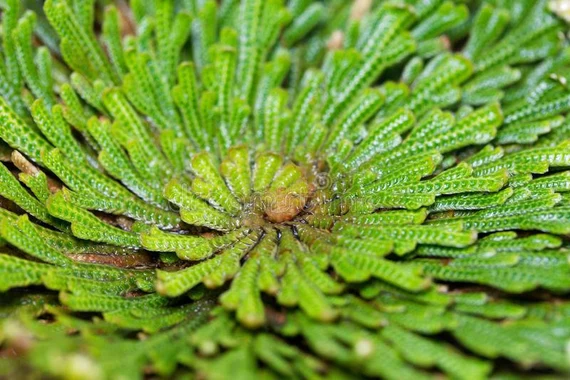 Trehalosa: propiedades, beneficios y usos en cosmética